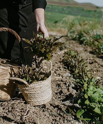 Un orto e tante storie